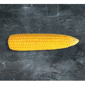 Corn on the cob